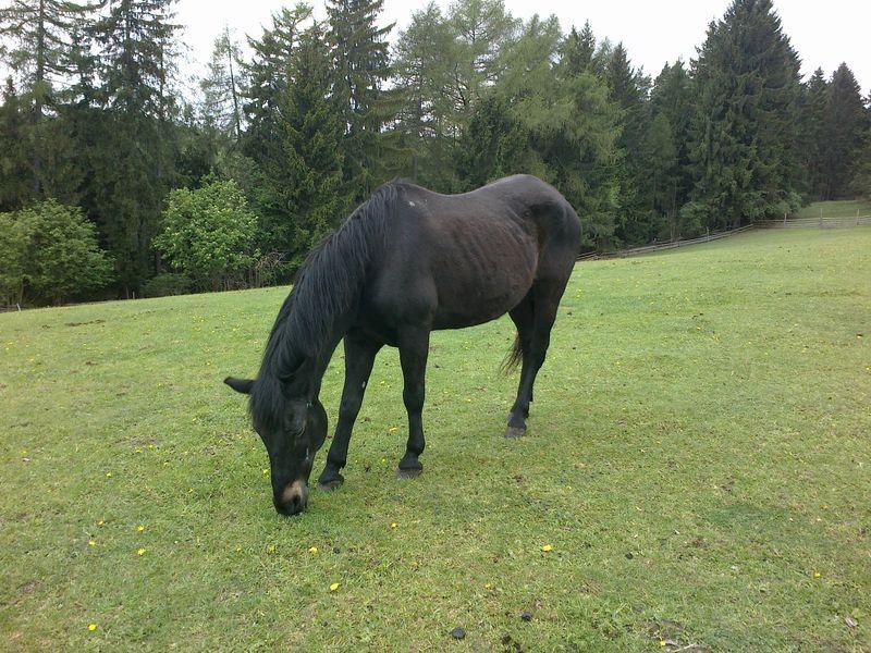 DSC00057.jpg - Čistokrevná Huculka Zorina. Zapsaná v HPK.