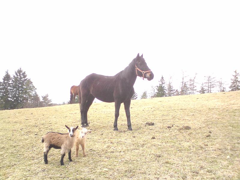 DSC00328.JPG - Zorinka pózuje a kůzlátka sledují fotografa :-)