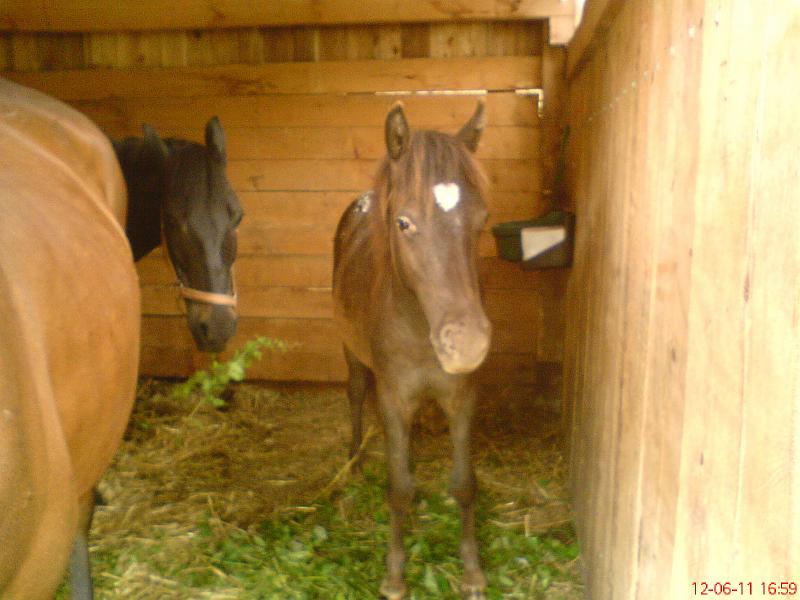 DSC00394.JPG - Dasty s tetama ve stáji