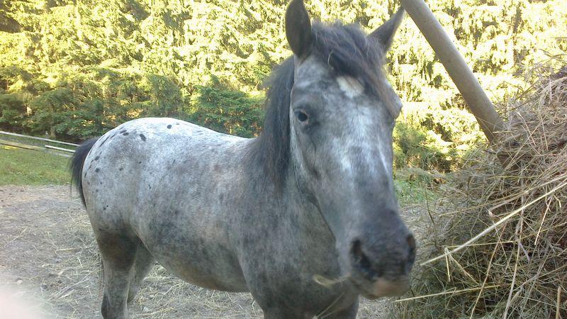 kone2.jpg - Tříletý valach Dasty.