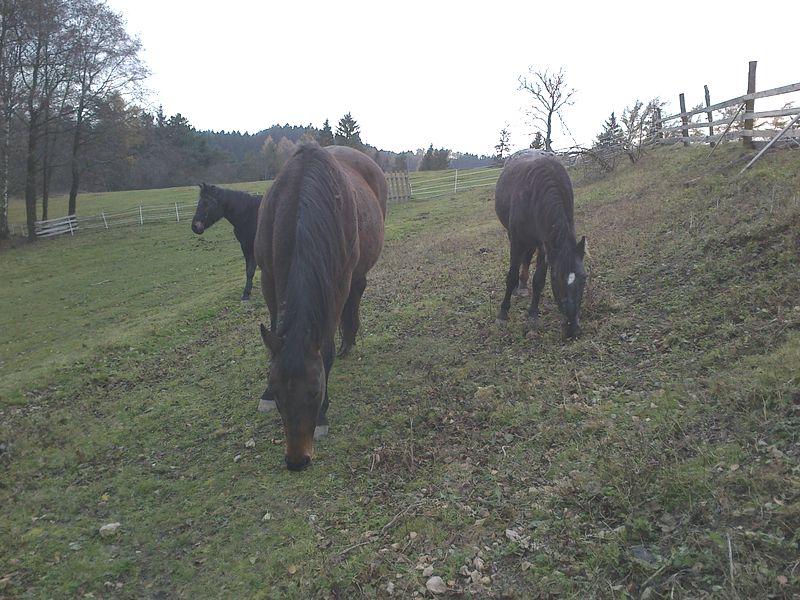 kone3.jpg - Podzimní dopásání zbytků trávy.